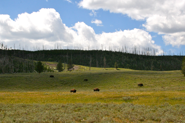 buffalo speckled field